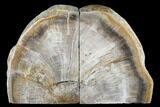 Tall, Petrified Wood (Tropical Hardwood) Bookends - Indonesia #176234-1